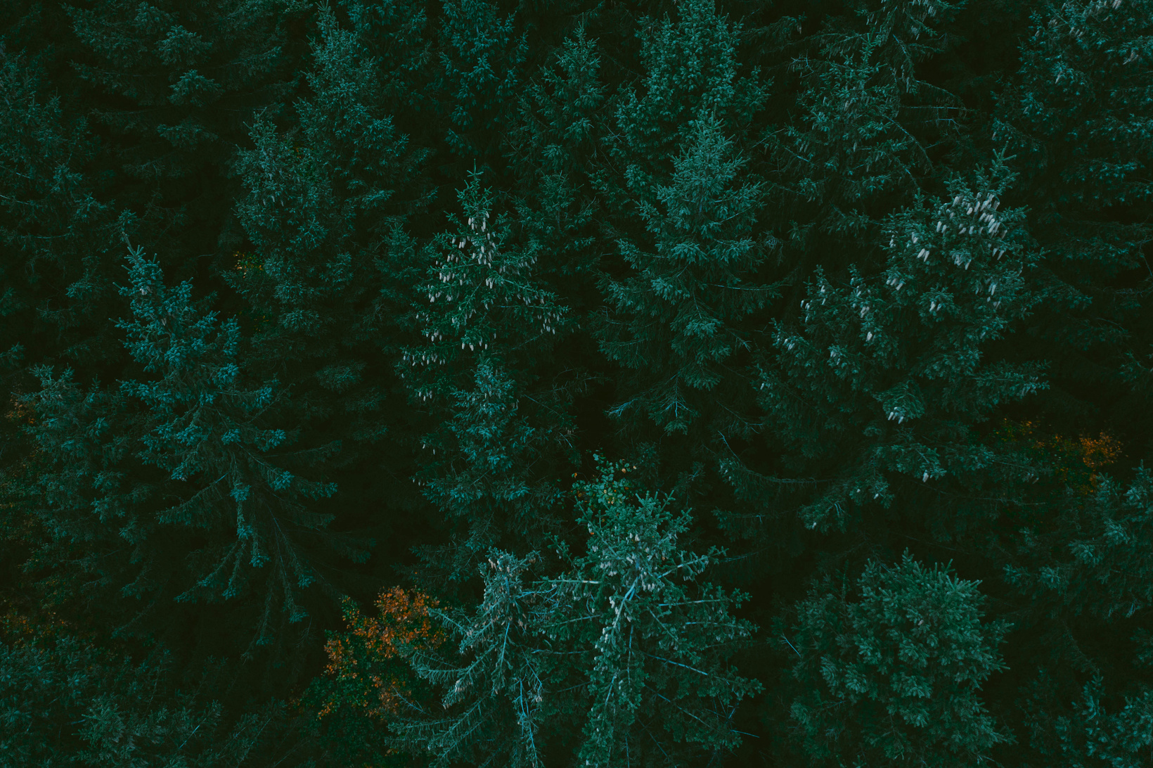Green Trees of the Forest